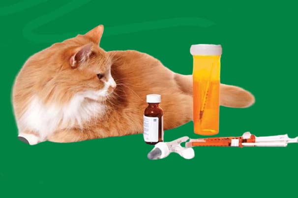 Does Pet Insurance Cover Diabetes