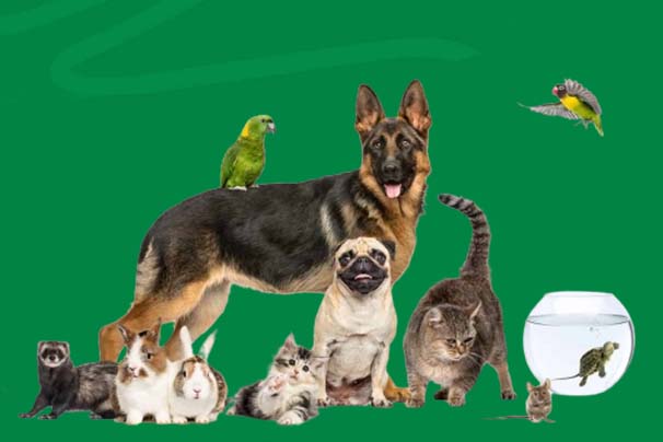 Best Pet Insurance For Multiple Pets