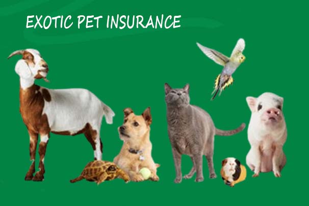 Exotic Pet Insurance