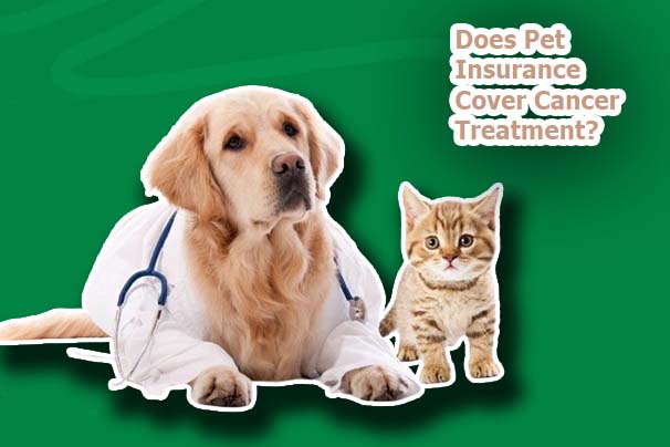 Does Pet Insurance Cover Cancer Treatment