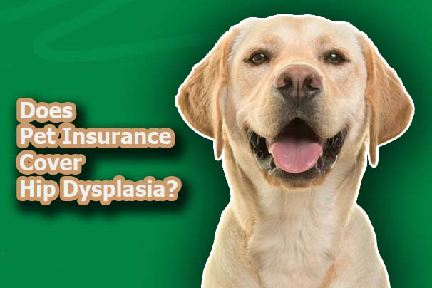 Does Pet Insurance Cover Hip Dysplasia