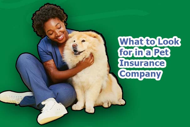 What to Look for in a Pet Insurance Company