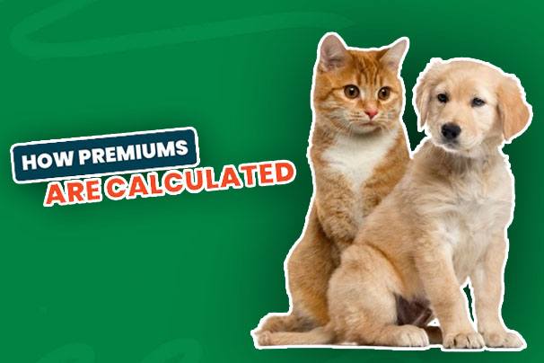 How Pet Insurance Premiums Are Calculated