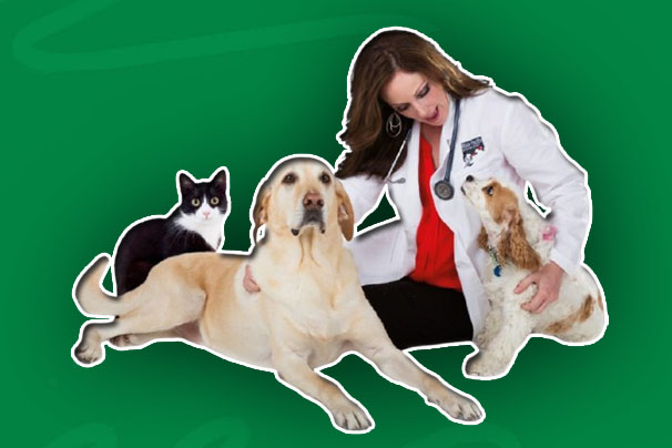 Veterinary Liability Insurance - Cost and Coverage