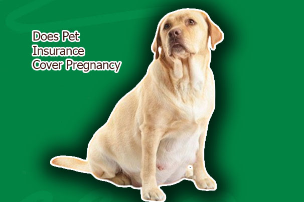 Does Pet Insurance Cover Pregnancy