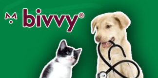 Bivvy Pet Insurance - What You Should Know