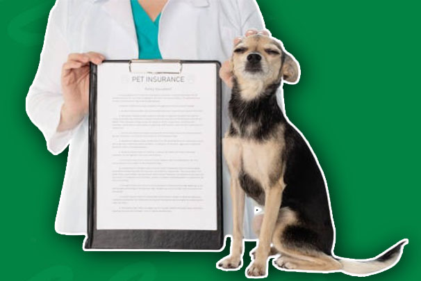 How to File a Pet Insurance Claim