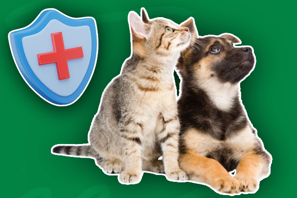 Life Insurance for Pets