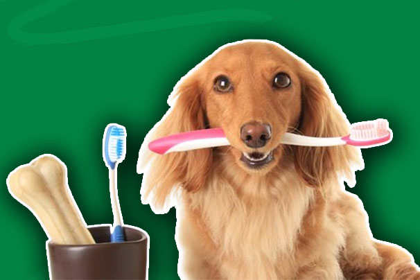 Pet Dental Insurance