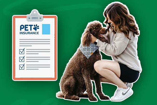 Why Vets May Recommend Pet Insurance